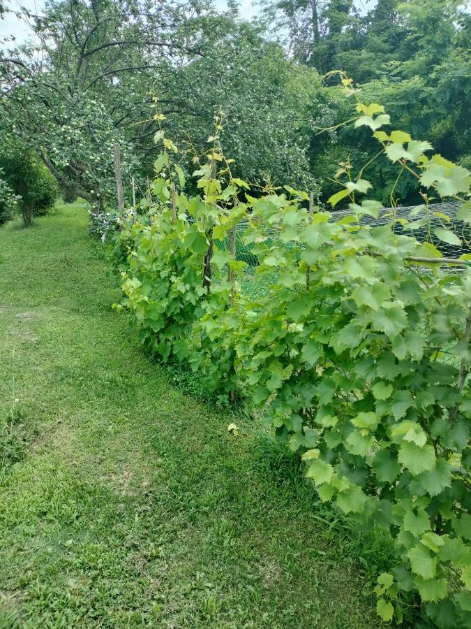 Casa Relax Immersa Nel Verde Della Natura Casalborgone Eksteriør billede